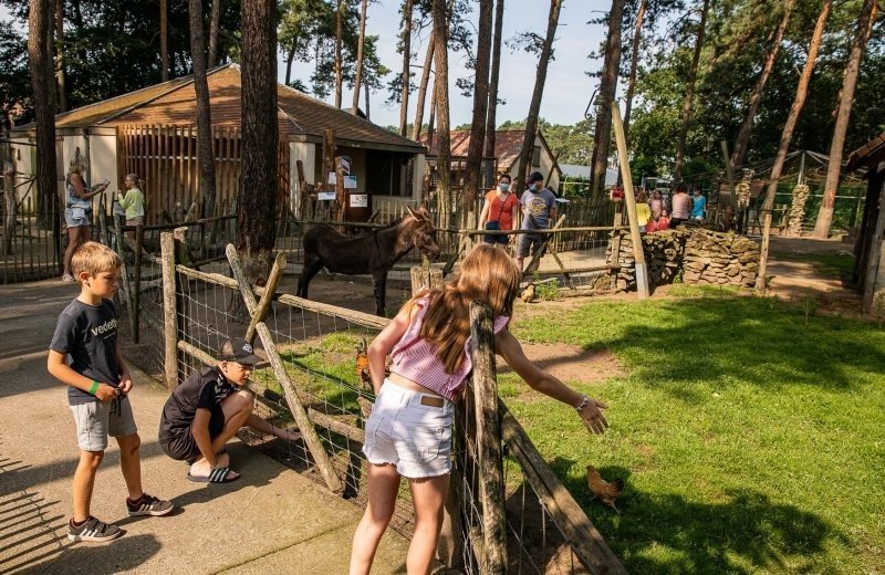 Goolderheide-kinderboerderij-met-dieren