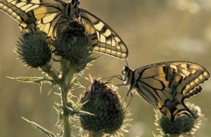 National Park Hoge Kempen