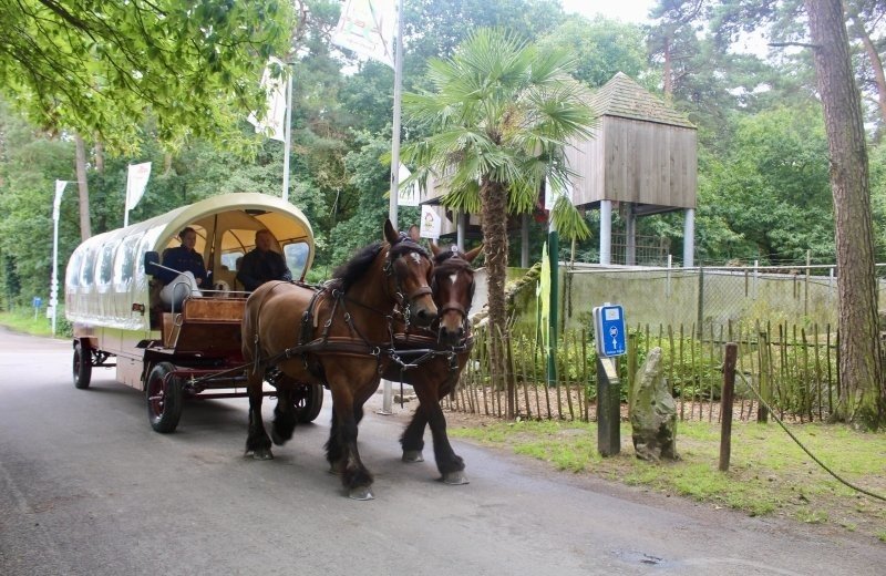 Covered wagon rides with Hoeve de Gelehoek